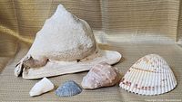 Photo showing five sea shells including the large conch-type shell and other smaller shells arranged on fabric background.