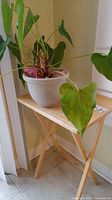 Live plant with broad heart-shaped green leaves in a beige plastic pot atop a light wood folding table with crossed legs.