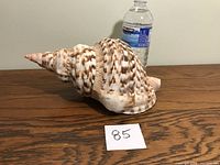 Side view of large conch shell showing spiral and exterior patterning, placed next to water bottle for size reference.