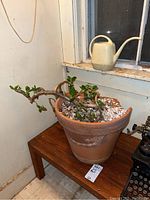 Full view of the jade plant in a broken clay planter sitting on a wooden stool next to a window with a watering can on the sill.