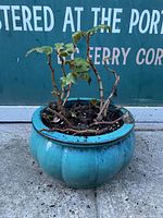 Full view of a round turquoise blue glazed ceramic pot with a scalloped body, filled with soil and plant stems with leaves.