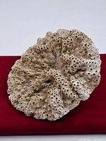Front view of the vintage natural coral specimen, showing porous surface and natural irregularities.
