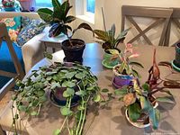 Wide view of five houseplants in different ceramic pots arranged on a table.