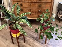 Two houseplants in colorful ceramic pots on wooden stands, showing full plants and stands.