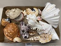 Top view of the box filled with various large and small sea shells including scallop, nautilus, conch, and others.
