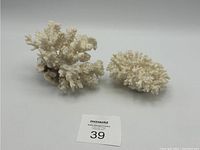 Two pieces of white coral placed on white background, showing overall size and shape.