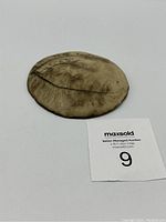 Photo of a small, rounded fossil with visible ridges and earthy brown color.