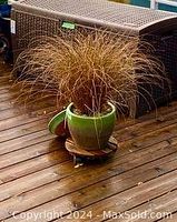 Green round ceramic pot with tufty light brown ornamental grass, sitting on heavy-duty wooden wheeled plant caddy on deck.