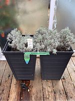 Photo of two Provence Lavender plants planted in tall black plastic planter pots on wooden floor with labels and tags.