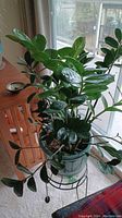 Full view of the ZZ plant showing healthy, glossy green leaves and pot on metal stand by the window.