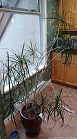 Live indoor plant with multiple thin branches and long slender leaves in ceramic planter near window