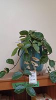 Full view of live Hoya plant in blue ceramic planter showing trailing vines and leaves
