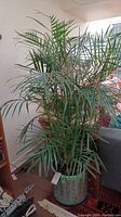 Full view of tall live palm plant in patterned metal planter, placed indoors near armchair and wall corner.