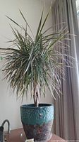 Full view of the live Dracaena Marginata plant in decorative ceramic planter pot next to window curtain