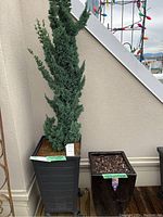 Tall black patio pot on wheels with Lawson Cypress tree labeled 'Wittel's Saguaro' placed on wooden deck patio near wall and stairs.