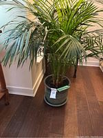 Full view of Kentia palm plant with multiple green fronds in a blue-green ceramic pot on wooden floor.