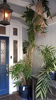 Front view of the tall live plant in blue pot near a blue door and light fixture on porch.