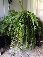 Front view showing full dense green fern fronds in pot on a porch floor.