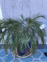 Front view of the plant in the blue ceramic planter showing green long fronds and staining on lower fronds.