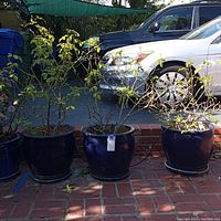 Photo showing three dark blue round ceramic planters with leafy plants placed on a brick surface outdoors in front of parked cars.
