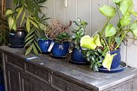 Five planters with plants arranged on top of wooden credenza under covered porch.