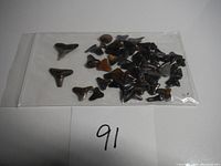 Photo of multiple fossilized shark teeth in a clear plastic bag labeled '91'. Teeth exhibit various sizes and dark coloration.