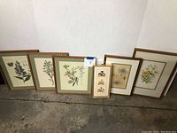 Photo showing seven framed botanical prints arranged side by side showcasing variety of floral designs and sizes.