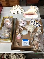 Top view showing large clam shells, conch shell, loose shells in a box, and a shell necklace.