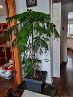 Tall Norfolk Island Pine plant in black plastic square planter with drainage tray beneath, shown indoors against a white wall and wood floor.
