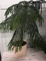 Front view of Norfolk Pine Tree showing lush green branches and beige pot on a white wooden surface.