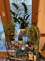 Overview of assorted live plants on a multi-tier metal rack by a window, showing various foliage types and pots arranged together.
