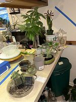 Table with multiple indoor plants in various pots including ceramic and plastic. Visible are a tall leafy plant, snake plant, succulents, and decorative garden stake.