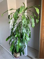 Full view of the tall green leaf plant in a planter.