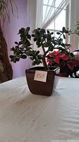 Front view of jade plant in brown ceramic pot on a white tablecloth near window.