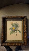 Front view of the antique botanical print showing detailed flower illustration and ornate carved frame