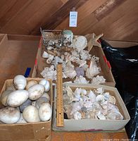 Full view of three boxes containing varied sea shells, starfish, and egg-shaped stones with ruler for scale