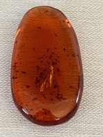 Top view of polished amber with visible insect fossil inclusion inside, set against a neutral background.