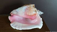 Large conch seashell showing pink inner surface and brown textured outer shell, set against a brown background.