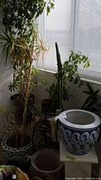 Overall view showing large live plants on stands and planters near window with blinds
