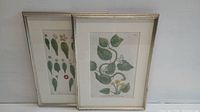 Two botanical lithograph prints in matching silver frames, showing leafy plant illustrations with flowers and scientific annotations.