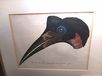 Close-up photo of the bird's head illustration showing its detailed colors and features, with the text title below.