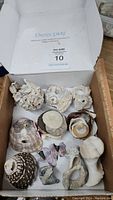A collection of assorted sea shells and sand dollars arranged inside a box, showing various shapes, sizes and textures.