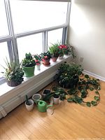 Full view of all plants, pots and watering can arranged by window and floor