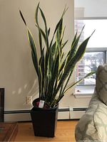 Full view of tall snake plant with upright green leaves edged in yellow, in a black square plastic pot, positioned indoors near a window and couch.