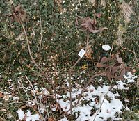 Two rust-colored metal flower garden sculptures with abstract curved petals standing in a garden setting, surrounded by ivy and snow.