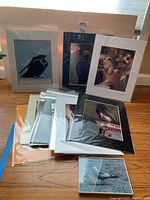 Photo showing a grouping of original matted bird photographs stacked and displayed on a wooden floor with varying white, black, and blue mats.