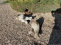 Two lion statues placed on gravel near a bush, showing their rear and side view.