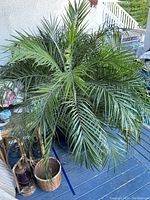 Photo of a large full live palm plant in a pot on a painted wooden deck near steps and railing.