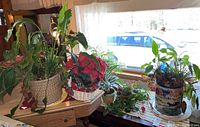 Wide shot showing multiple live and faux plants on a corner shelf near a window, various planters including ceramic and woven basket.