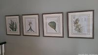 Four framed botanical prints hanging on wall, showing full set and style.